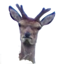 angrydeerhead
