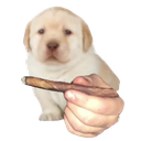 bluntdogq
