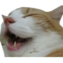 cat_laugh_mouth_open