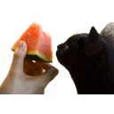 cat-melon-e