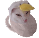 catduckkkk