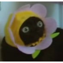 catflowerq