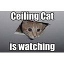 ceilingcatwatching_q