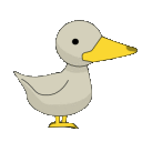 coolduck