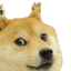 doge-fractl-no-bg