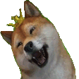 dogekingq