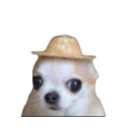 doggyhatt