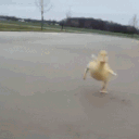 duckrunq