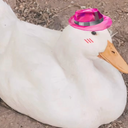 fedora-duckq