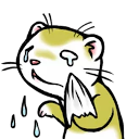 ferret_cry