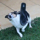 flipflopdog