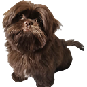 fluffy_dog_head_tilt