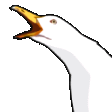 gull intensifies