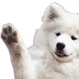 hai_doge
