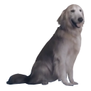 jpeg_dog