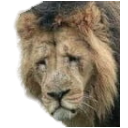 -lion-sad-e