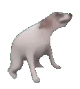 meme_animateddogdance