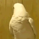 nope parrot
