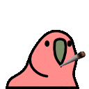parrot blunt