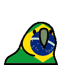 parrot brazil