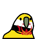 parrot brunei