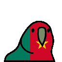 parrot cameroon