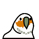 parrot cyprus