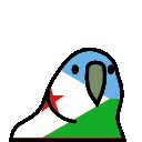 parrot djibouti