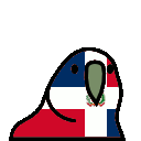 parrot dominicanrepublic