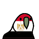 parrot egypt