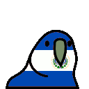 parrot elsalvador
