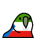 parrot equatorialguinea