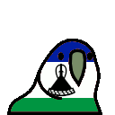 parrot lesotho
