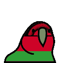 parrot malawi