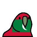 parrot maldives