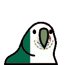 parrot mexico