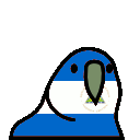 parrot nicaragua