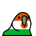 parrot niger