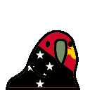 parrot papuanewguinea