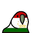 parrot tajikistan