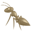party ant