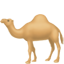 party dromedary camel