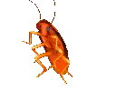 partycockroach1q