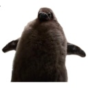pesto-penguin
