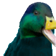 rare_duck