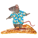 rat_pizza_surfing