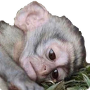 sad-monkeyq