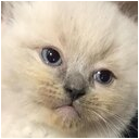sad_white_kitten_face