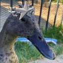 star-duckq