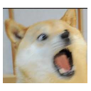 suprised_doge